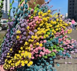 Верба, цветущая ветка Верба, цветущая ветка